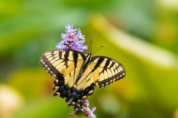 butterfly on flower