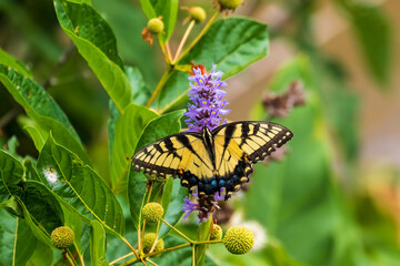 butterfly on flower