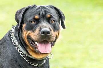 Rottweiler dog, head portrait, closeup. Portrait of an adult rottweiler in the nature in summer. Anti-tick collar.