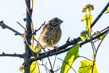 bird on a branch