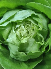 fresh green lettuce