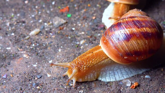 A large snail crawls at night after rain in search of food