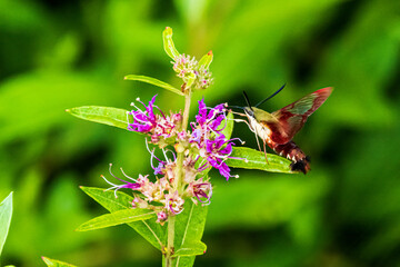 hummingbird moth in flight