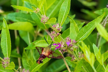 Fototapeta premium hummingbird moth in flight