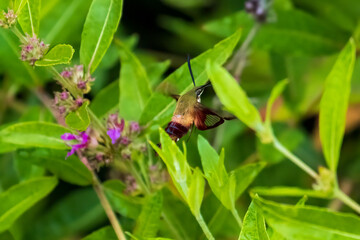 Fototapeta premium hummingbird moth in flight