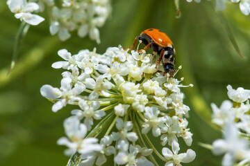 ladybug on daisy