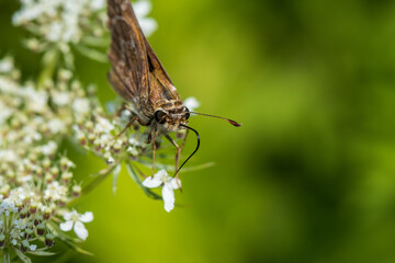 butterfly on a flower