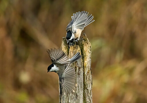 chickadees on a post