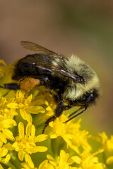 bee on yellow flower