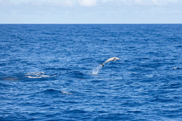 Fototapeta na wymiar Dolphins jump out of the sea in Hualien harbor of Taiwan