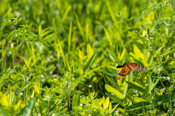 monarch butterfly in flight