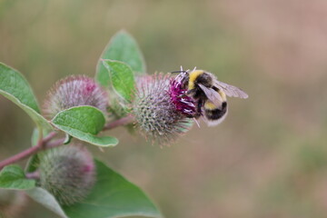 Bumble bee on a flower