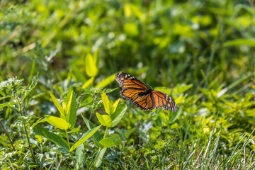 Fototapeta na wymiar monarch butterfly in flight
