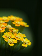 Meise, Belgium - March 2022 - Visit to the magnificent 92-hectare botanical garden of Meise	