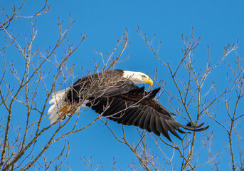 american bald eagle in flight
