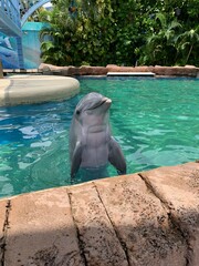 dolphin pop