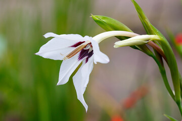 Fototapeta na wymiar Gladiolus Muriel , or Skewer Muriel ( lat. Gladiolus murielae ) or Acidanthera bicolor ( Acidanthera bicolor )
