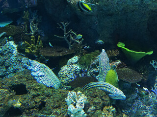 Obraz premium amazing underwater world of the sea