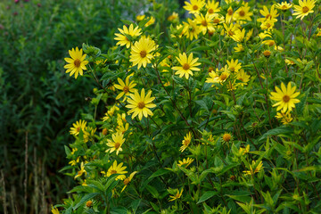 Sunflower small-headed Lemon Queen, Helianthus microcephalus Lemon Queen in autumn garden