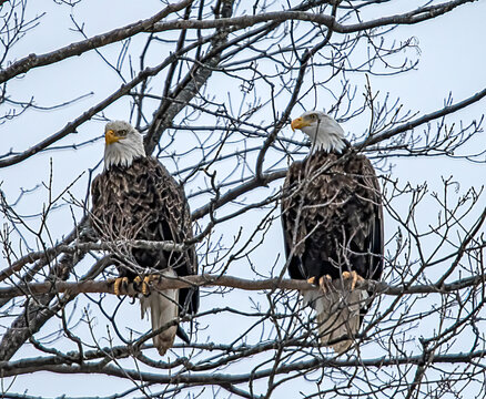 Two Bald Eagles In A Tree