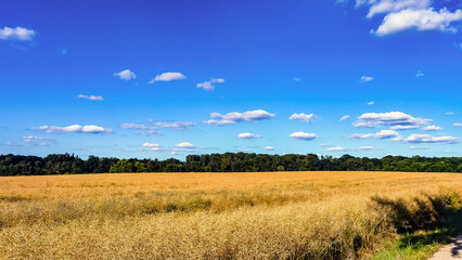 wheat field and sky