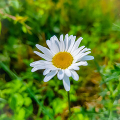 Fototapeta premium white daisy flower