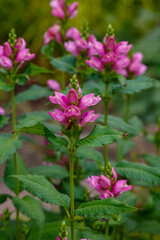 Blooming Chelone obliqua (Rose turtlehead) in the garden