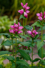 Fototapeta premium Blooming Chelone obliqua (Rose turtlehead) in the garden