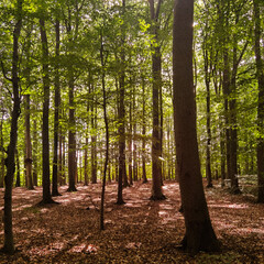 forest in autumn