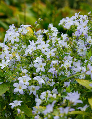 Blue flowers of Campanula lactiflora ( lat. Campanula lactiflora ) in garden