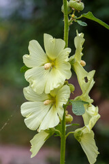 Alcea rugosa, the Russian hollyhock, is a species of flowering plant in the family Malvaceae