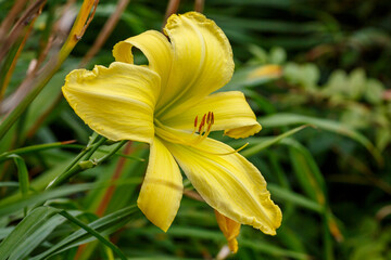  Yellow Daylily or day-lily , or Krasodnev( lat. Hemerocallis ) 