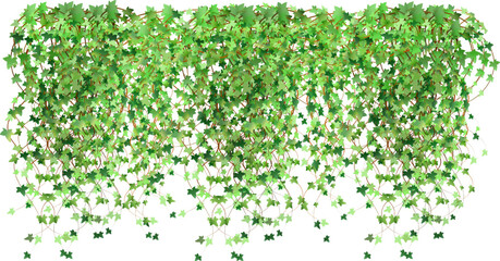Green vine, creeper or ivy hanging from above or climbing the wall.Decoration for garden or home.Template on white background. - obrazy, fototapety, plakaty