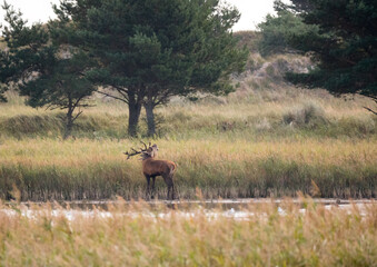 Der Rothirsch (Cervus elaphus), jägersprachlich Rotwild und seltener auch Edelhirsch genannt
