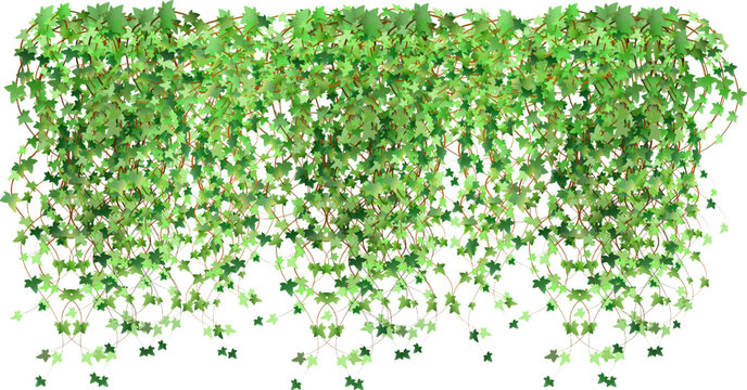 Green vine, creeper or ivy hanging from above or climbing the wall.Decoration for garden or home.Template on white background.