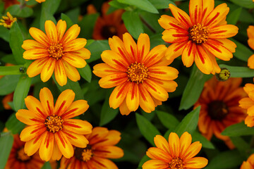 Beautiful summer background with orange daisies flowers of zinnia, top view