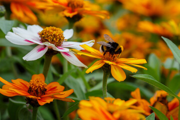 Zinnia in summer garden. Beautiful summer background with bumblebee on orange daisies flowes of zinnia.