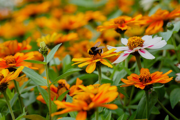 Zinnia in summer garden. Beautiful summer background with bumblebee on orange daisies flowes of zinnia.