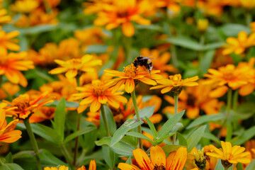 Zinnia in summer garden. Beautiful summer background with bumblebee on orange daisies flowes of zinnia