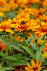 Zinnia in summer garden. Beautiful summer background with bumblebee on orange daisies flowes of zinnia.