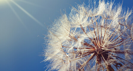 Dandelion fluffy flower on a blue sunset sky, macro photo