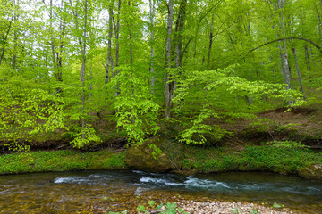 Obraz premium Floodplain forest Igneada National Park Turkey. Igneada, iğneada district Kirklareli city Turkey
