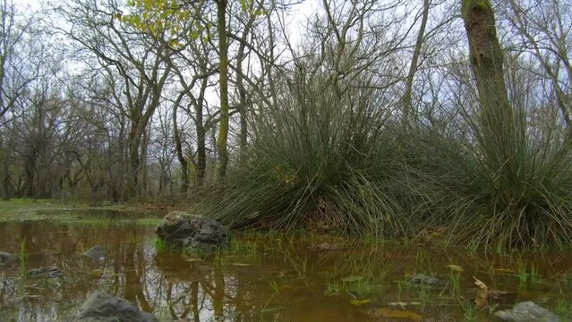 Flooding longoz forest close to stagnant water surface covered by mossy rocks, fallen leaves, reeds, and bare trees.