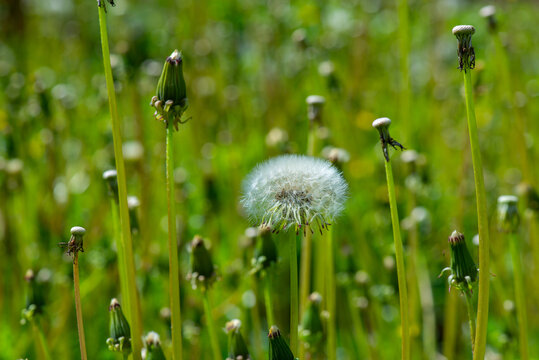 dandelions grow wet on the lawn after the rain