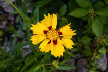 Coreopsis daisy in the garden