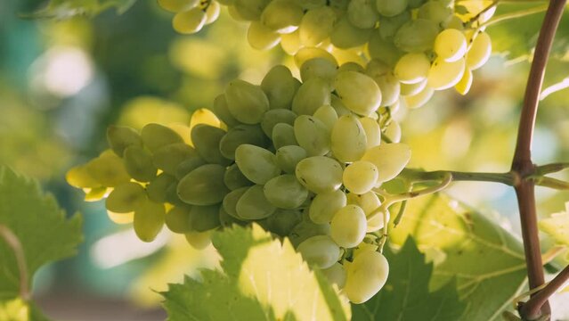 Vertical footage of beautiful white grapes in winery yard for good wine.