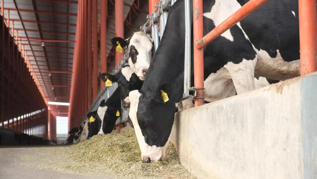 Vaca lechera holstein comiendo en establo agricola