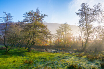 mountainous rural landscape on a misty sunrise. gorgeous fall nature scenery with deciduous forest behind the grassy meadow in hoar. majestic sunny morning in transcarpathia region