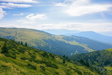 view in to the mountain valley. beautiful summer landscape of trascarpathia with forested hills and grassy alpine meadows