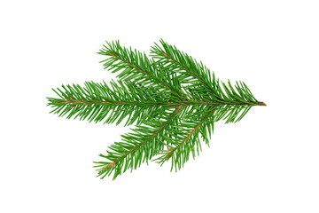 Fir tree branch isolated on white background.